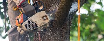 How Our Tree Care Process Works  in  Holbrook, AZ