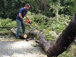 Best Utility Line Clearance  in Holbrook, AZ