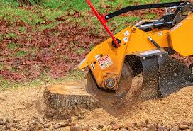 Best Stump Grinding and Removal  in Holbrook, AZ