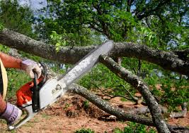 Best Pest Control for Lawns  in Holbrook, AZ