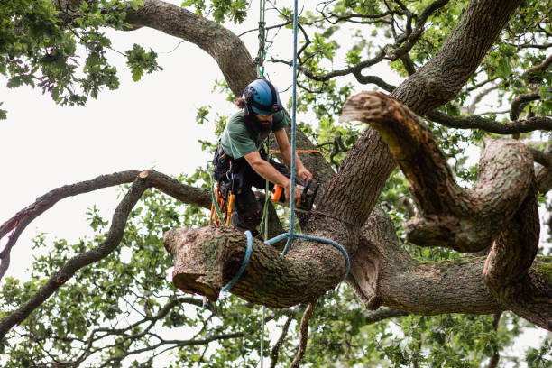 Best Tree Maintenance Programs  in Holbrook, AZ