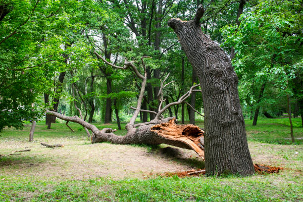 Tree and Shrub Care in Holbrook, AZ