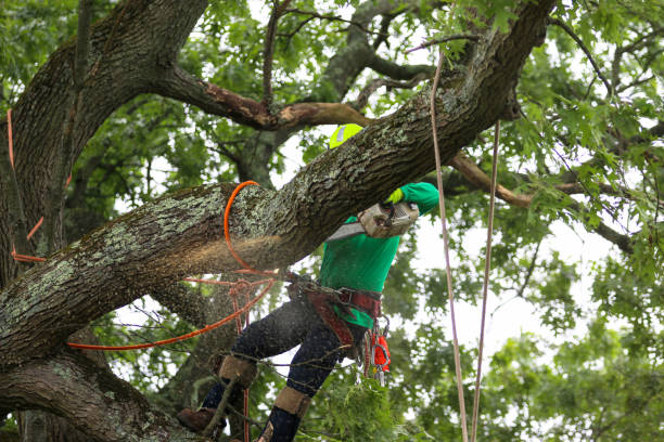 Best Arborist Consultation Services  in Holbrook, AZ