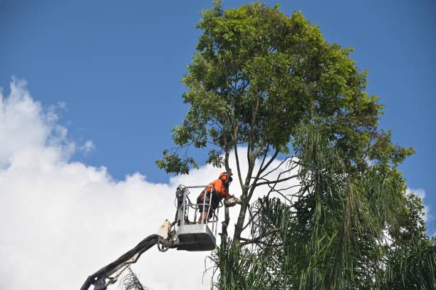 Best Emergency Tree Removal  in Holbrook, AZ
