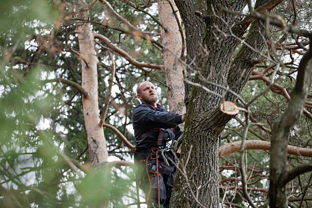 Best Storm Damage Tree Cleanup  in Holbrook, AZ