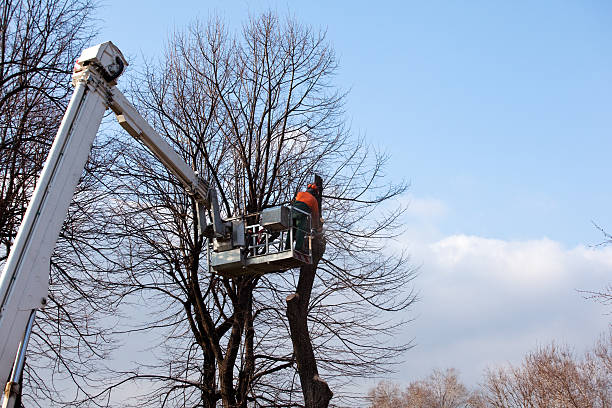 Reliable Holbrook, AZ Tree Care Solutions