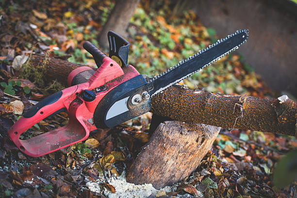 Best Weed Control  in Holbrook, AZ