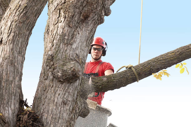 Best Tree Risk Assessment  in Holbrook, AZ